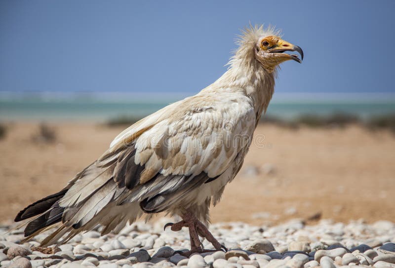 Egipski sęp w Socotra zdjęcia stock Egipski sęp w Socotra zdjęcia stock