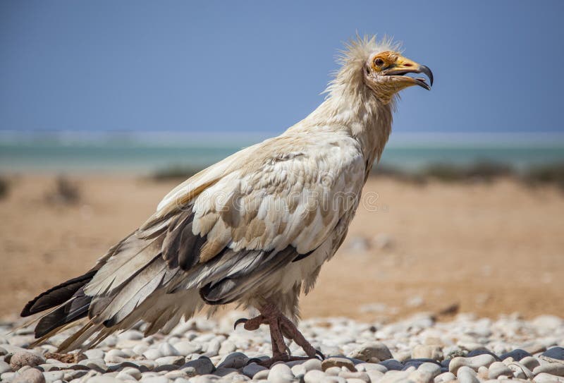 Egyptian vulture, neophron percnopterus, threatened in wild but abundant on an island of Socotra, Yemen. Egyptian vulture, neophron percnopterus, threatened in wild but abundant on an island of Socotra, Yemen