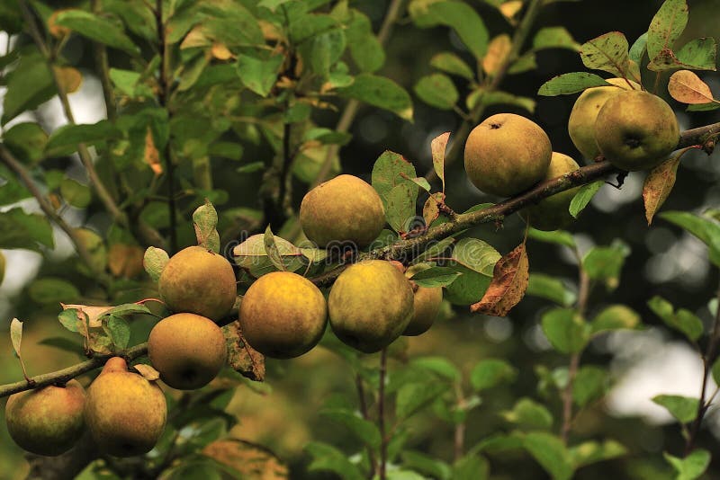 Egremont Russet apples (Organic)