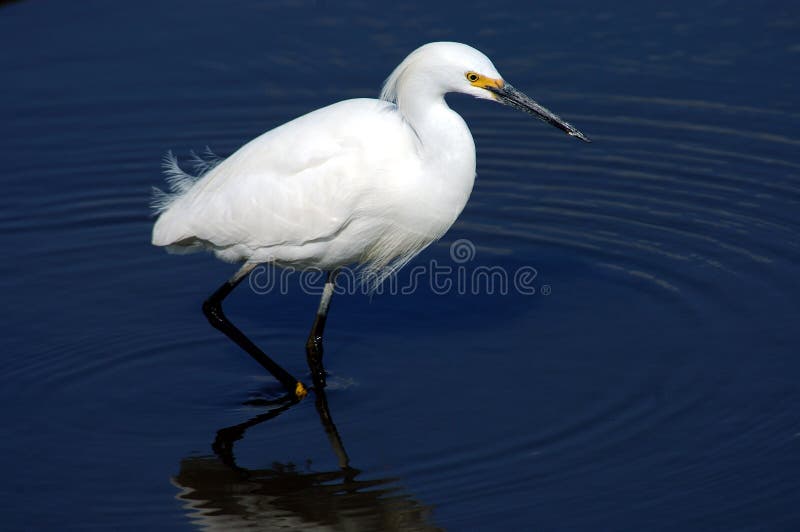BEAUTIFUL PHOTOGRAPH OF A SNOWY EGRET WADING IN THE PACIFIC OCEAN 