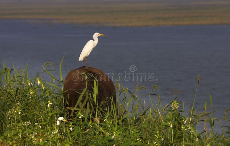 Egret