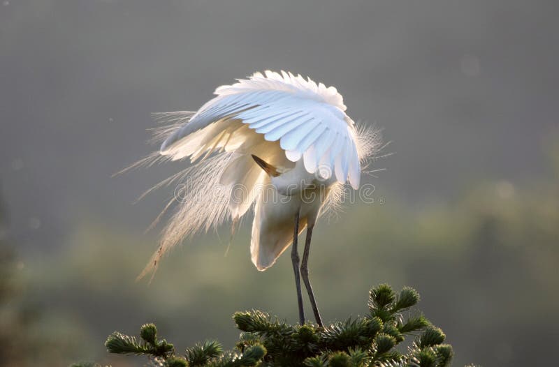 Egret