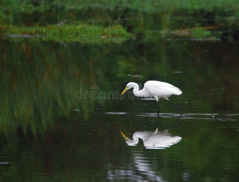 Egret