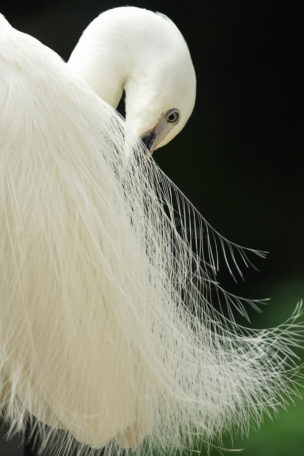 Egret