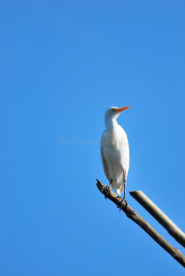 Egret