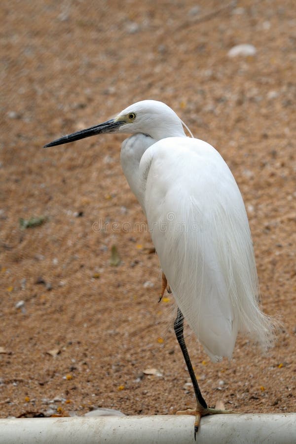 Egret