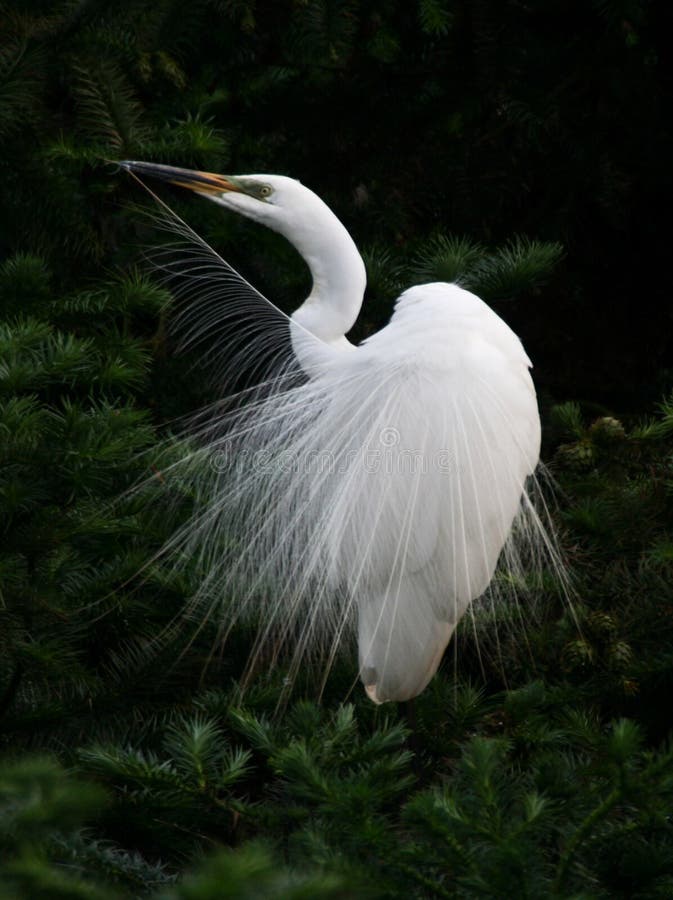 Egret angel