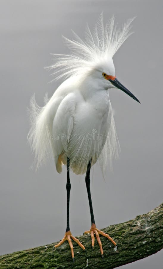 Egret di Snowy