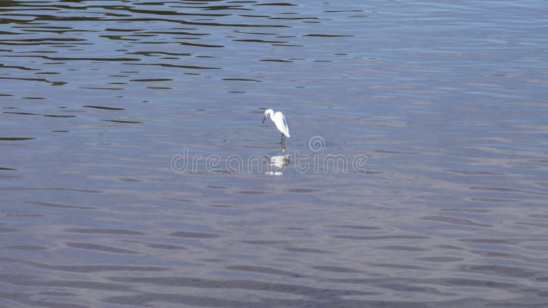 Egret egretta garzetta en el agua del río. fauna silvestre.