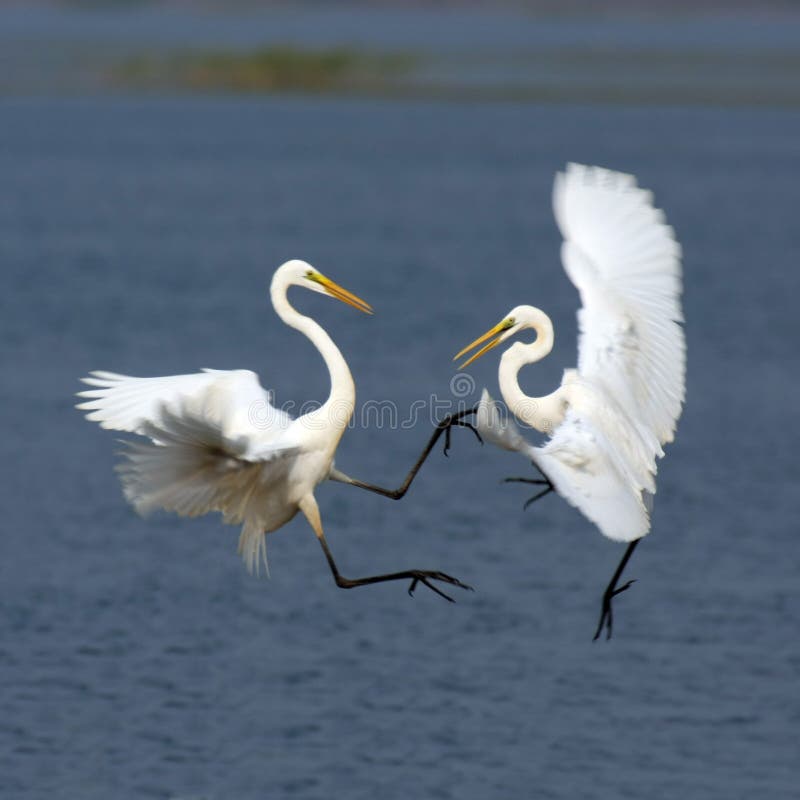 Egret fighting