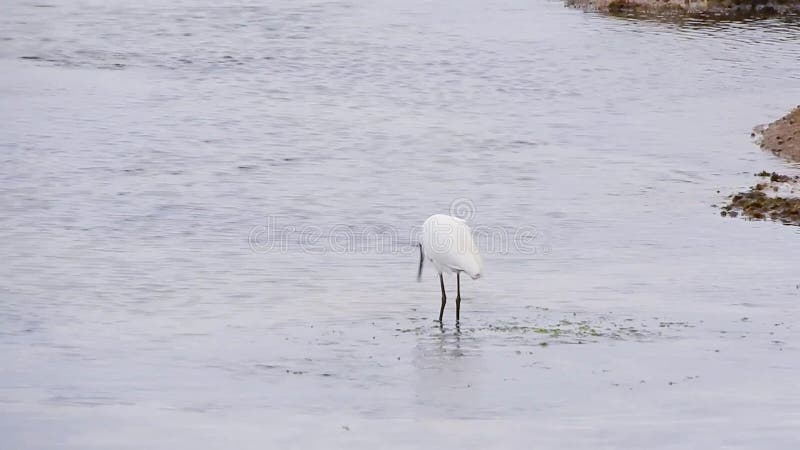 Egret fishing in the sea