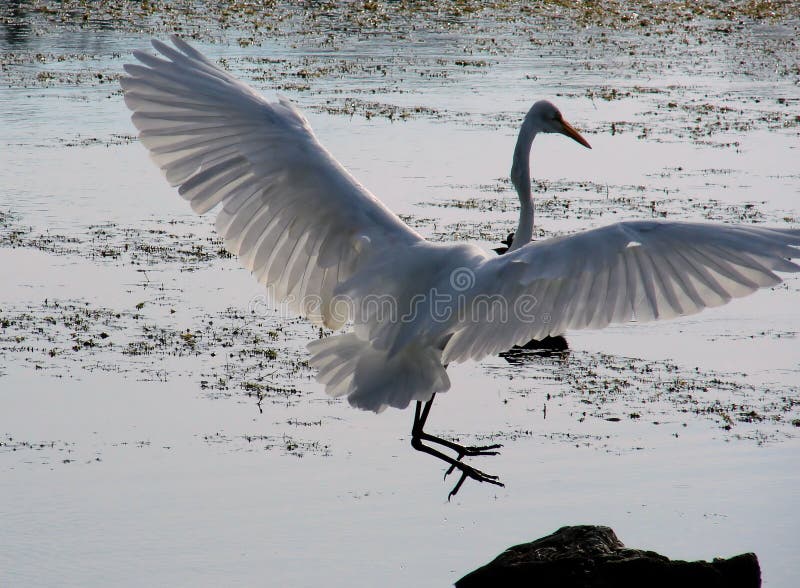 Egret Landing