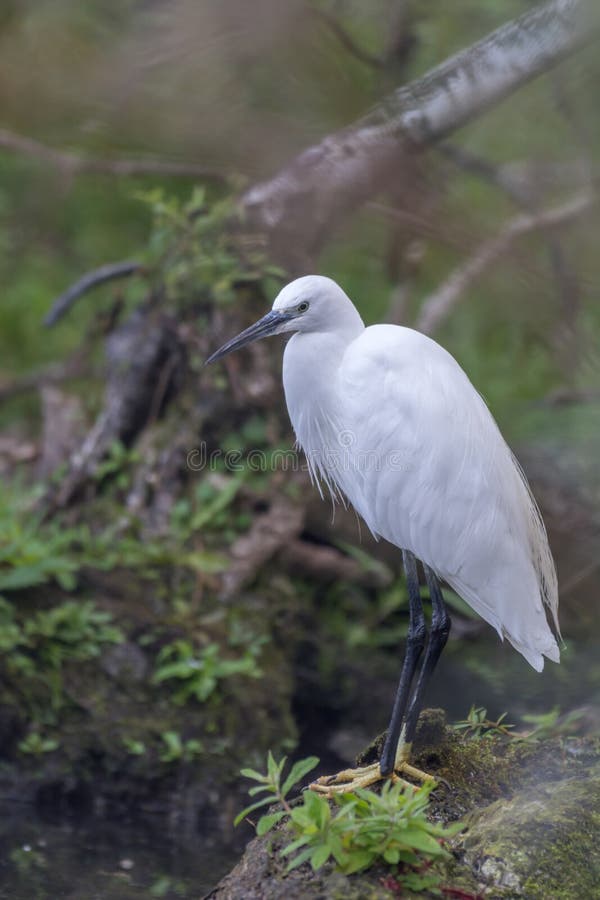 egret little stående royaltyfria foton egret little stående royaltyfria foton