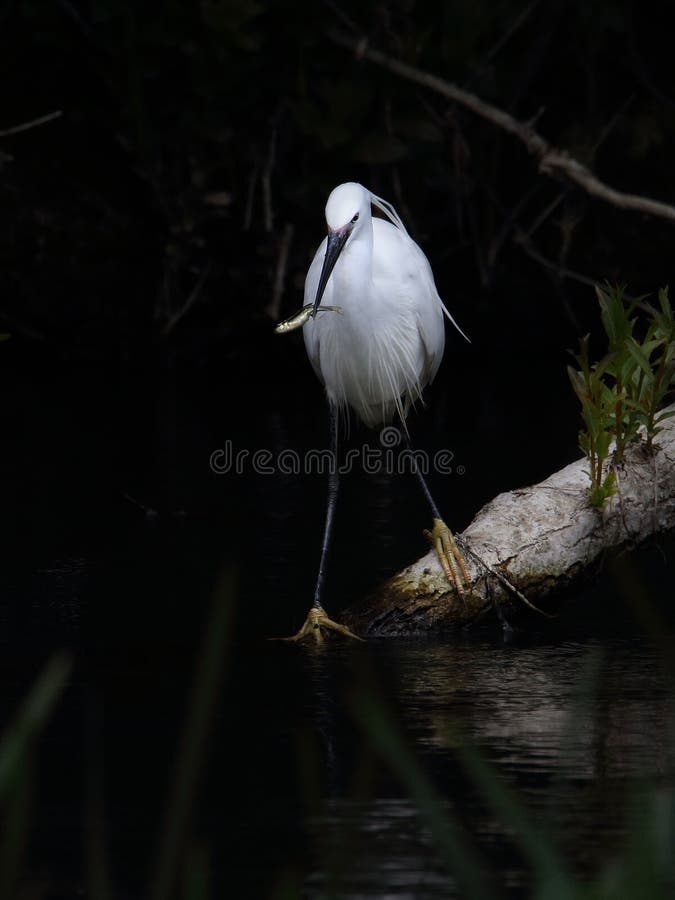 egret ma?y rybi obraz royalty free egret ma?y rybi obraz royalty free