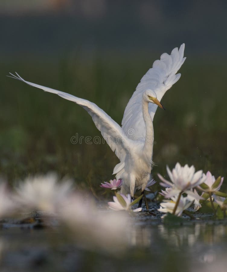 Egret na lagoa do lírio de água fotografia de stock Egret na lagoa do lírio de água fotografia de stock