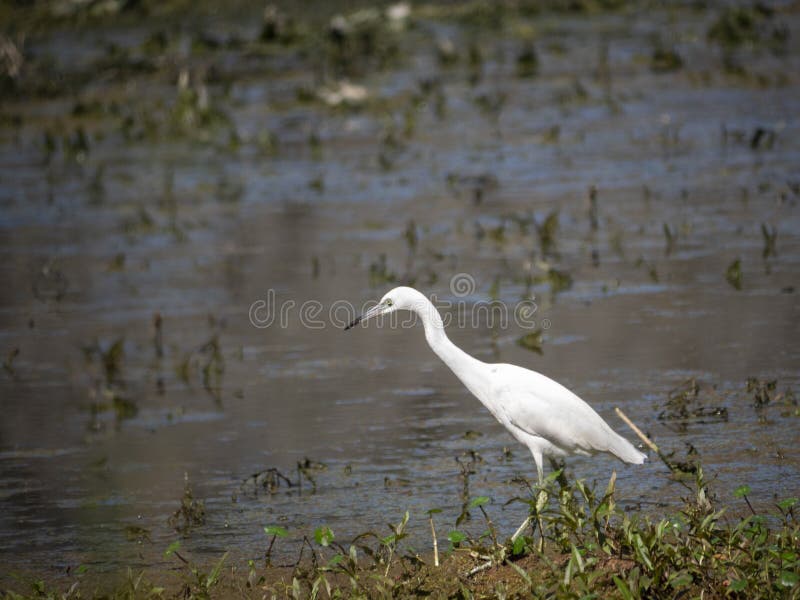 Egret nevado juvenil bonito imagem de stock Egret nevado juvenil bonito imagem de stock