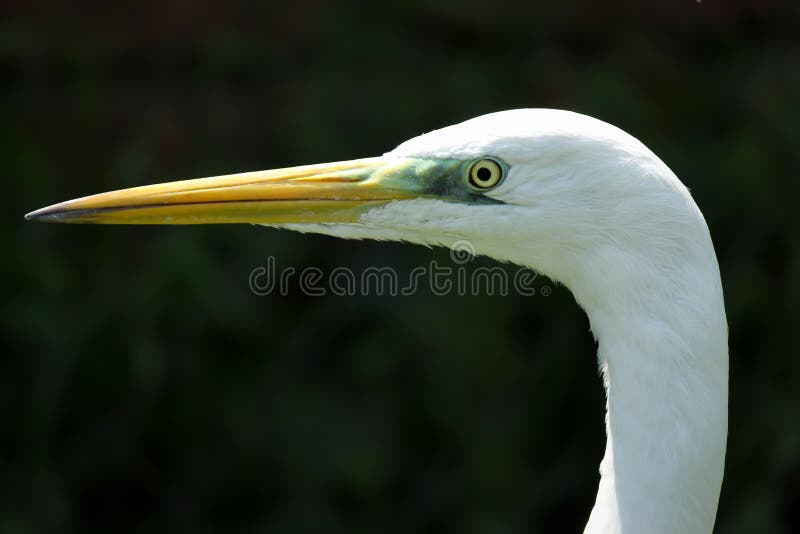 Egret portrait close up