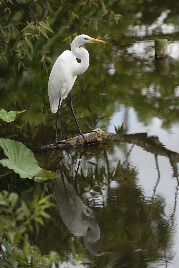 Egret with reflection stock photography
