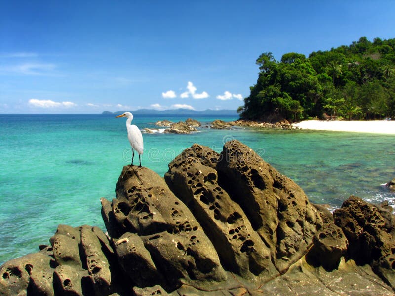 Egret standing on rock in beautiful Island. This Island is located in North borneo, Sabah. A paradise on the earth