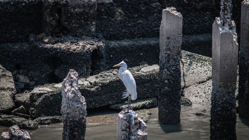 Egret stands perched on a cement pillar of an abandoned building, waiting to find food.