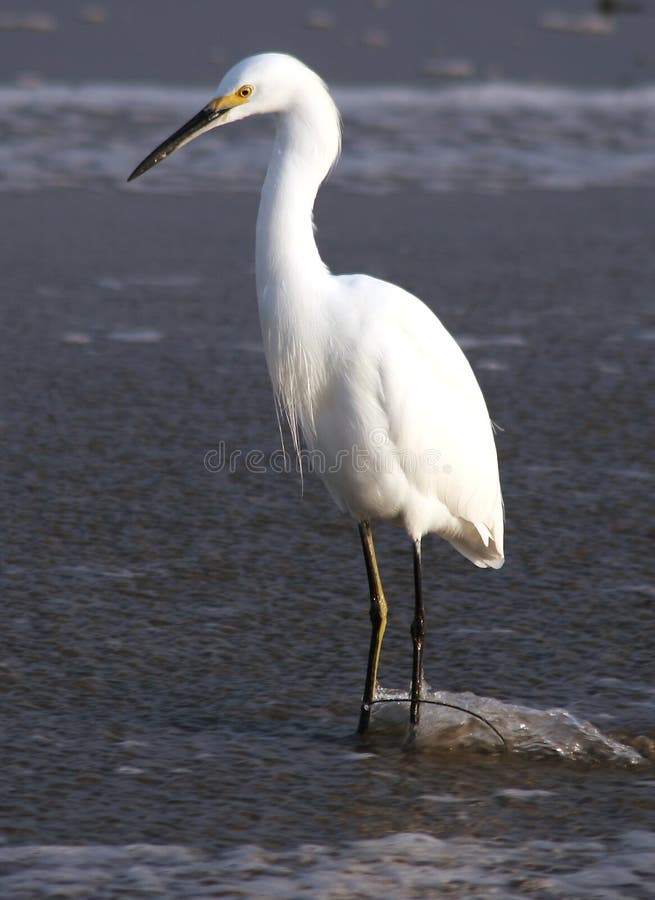 Egret portrait on beach