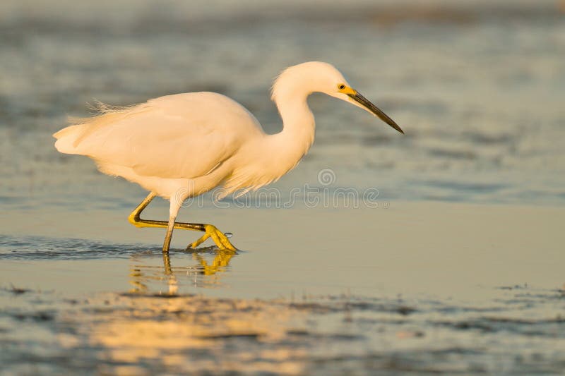 Egret at sunrise