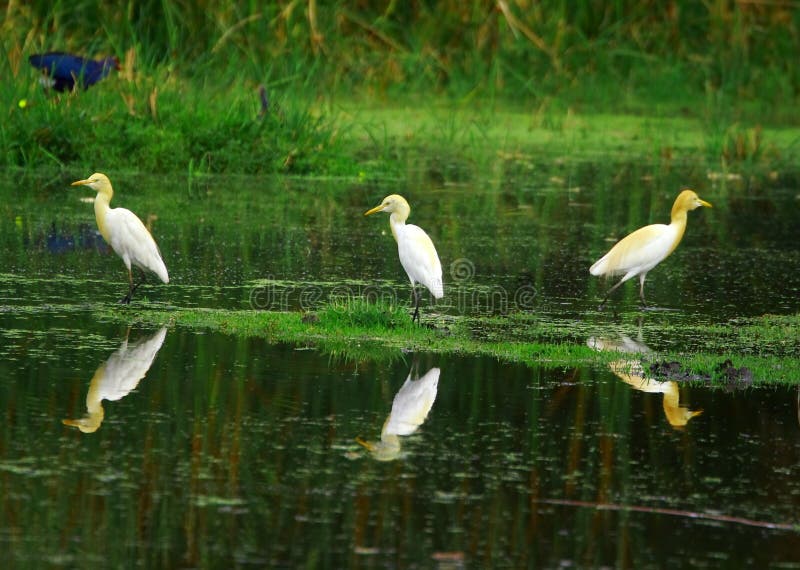 Egret Trio