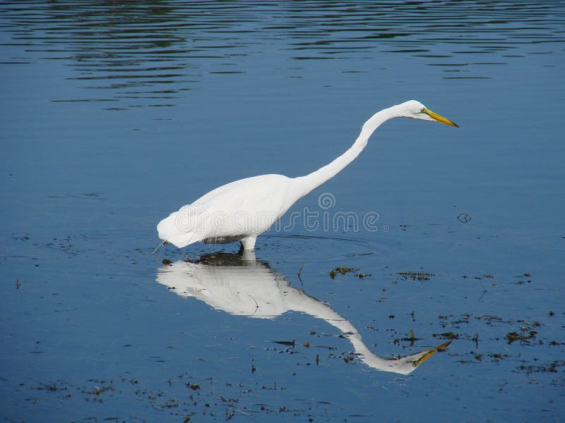 Egret in water