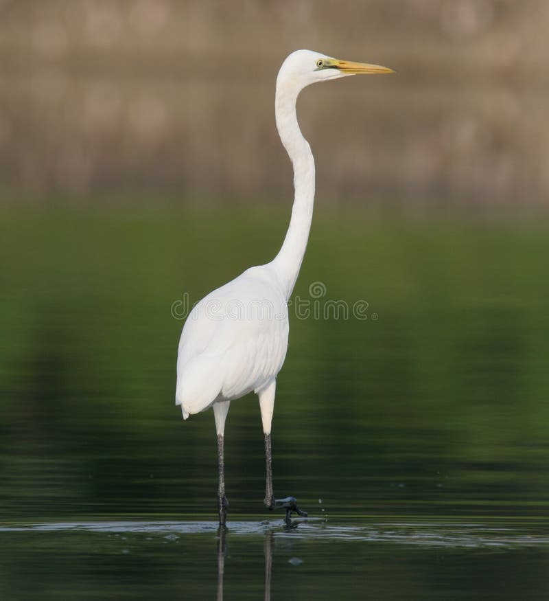 Egret in water