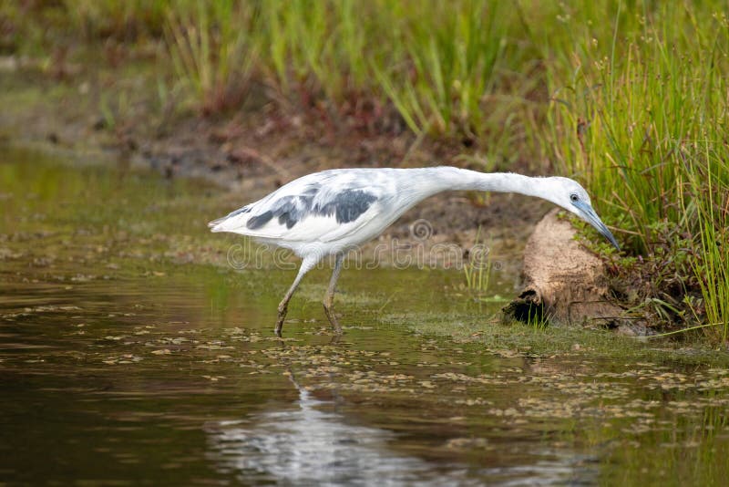 Wading Birds of North Carolina Stock Image Image of white, wading