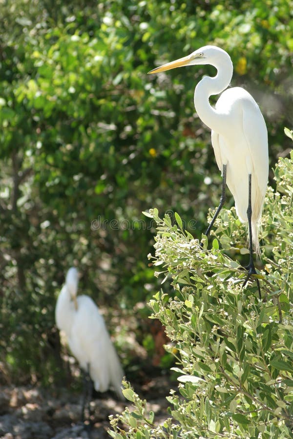 Egrets