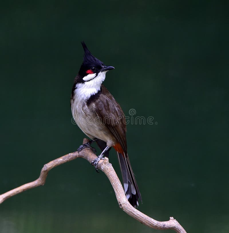 Birds Dance Stock Image Image Of Garden Leaves Decoration