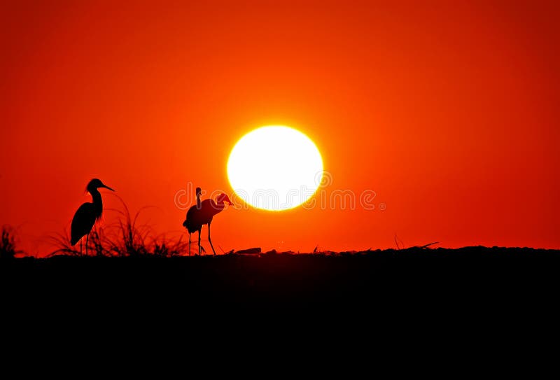 Egrets nevado mostrados em silhueta contra um por do sol alaranjado fotos de stock royalty free Egrets nevado mostrados em silhueta contra um por do sol alaranjado fotos de stock royalty free