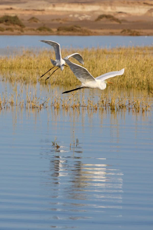 The two egrets are flying in the autumn afternoon of Inner Mongolia, China. The two egrets are flying in the autumn afternoon of Inner Mongolia, China.
