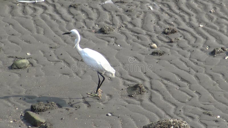 Egretta blanco Garzetta, comida del pájaro 4K de la búsqueda de la pequeña garceta en la playa de Tamshui