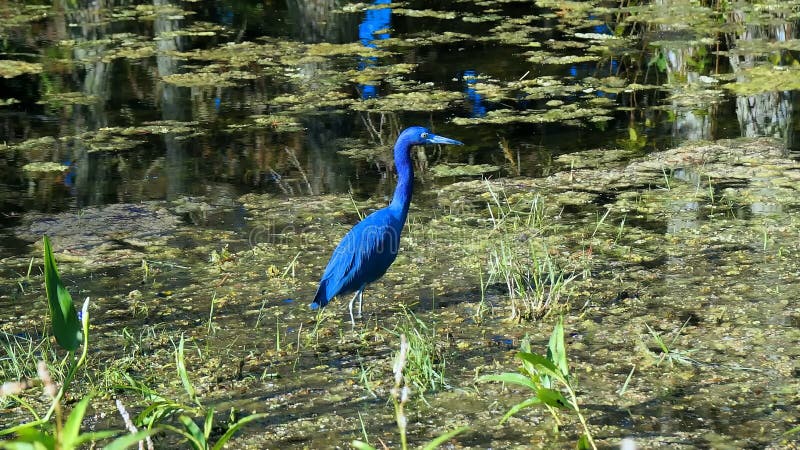 Egretta caerulea - little blue heron