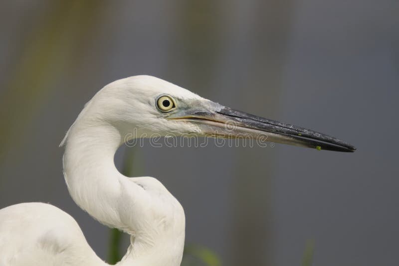 Egretta (garzetta dell'egretta) fotografie stock Egretta (garzetta dell'egretta) fotografie stock