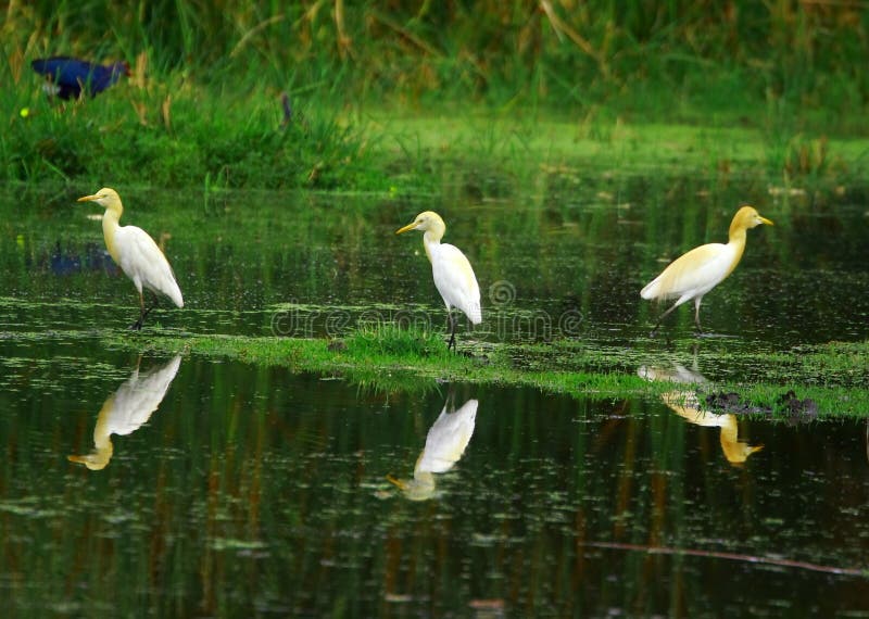 egrettrio royaltyfria bilder egrettrio royaltyfria bilder