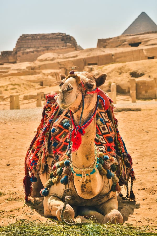 Egypten Kairo; Augusti 19, 2014 - de egyptiska pyramiderna i Kairo arkivfoto Egypten Kairo; Augusti 19, 2014 - de egyptiska pyramiderna i Kairo arkivfoto