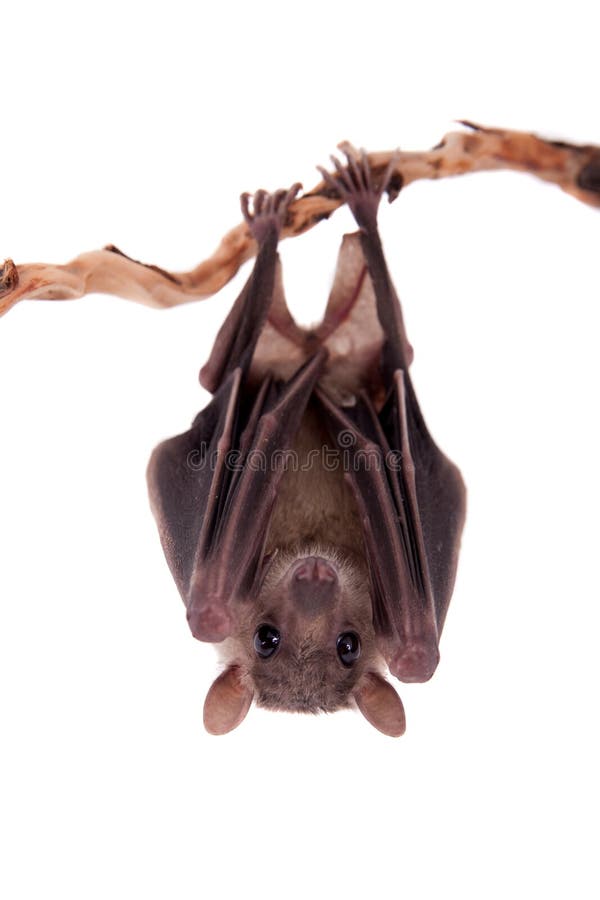 Egyptian fruit bat isolated on white. Egyptian fruit bat or rousette, Rousettus aegyptiacus. on white background royalty free stock photography Egyptian fruit bat isolated on white. Egyptian fruit bat or rousette, Rousettus aegyptiacus. on white background royalty free stock photography