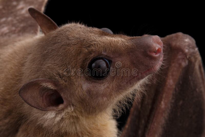 Egyptian fruit bat or rousette, black background. Close-up Egyptian fruit bat or rousette, Rousettus aegyptiacus. on isolated black background royalty free stock photos Egyptian fruit bat or rousette, black background. Close-up Egyptian fruit bat or rousette, Rousettus aegyptiacus. on isolated black background royalty free stock photos