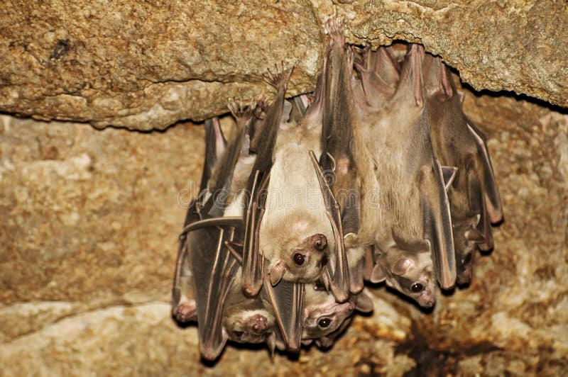 A Colony of the Egyptian Fruit Bats in Cave. Stock Photo Image of