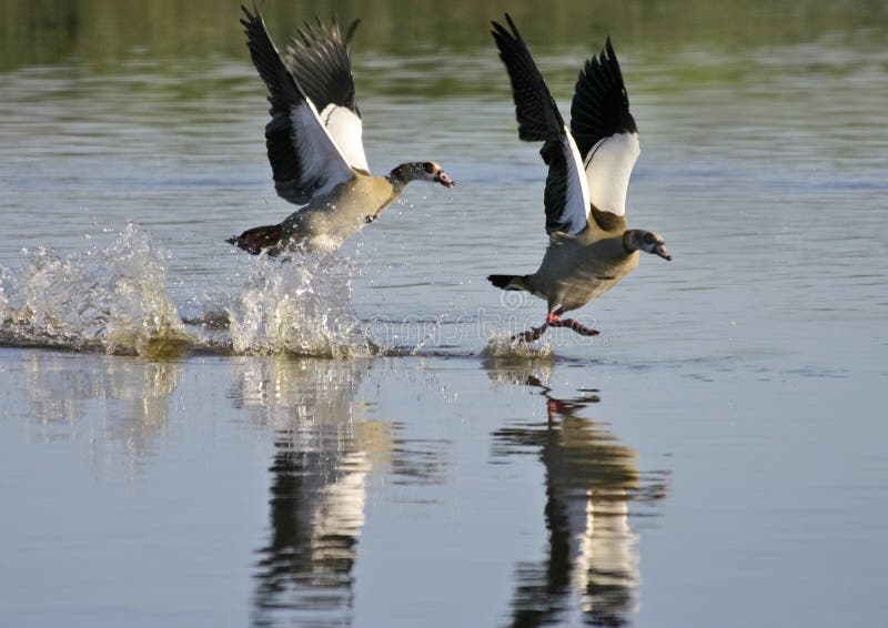 Egyptian geese (Alopochen aegyptiacus) landing