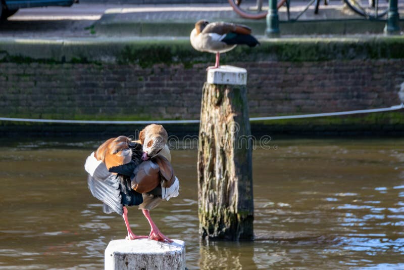 Egyptian goose Alopochen aegyptiaca preening feathers whilst standing on a wooden post in the centre of a canal in Amsterdam, stock photos Egyptian goose Alopochen aegyptiaca preening feathers whilst standing on a wooden post in the centre of a canal in Amsterdam, stock photos