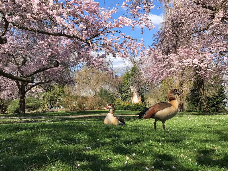 Under the blooming cherry , Bushy park , London.