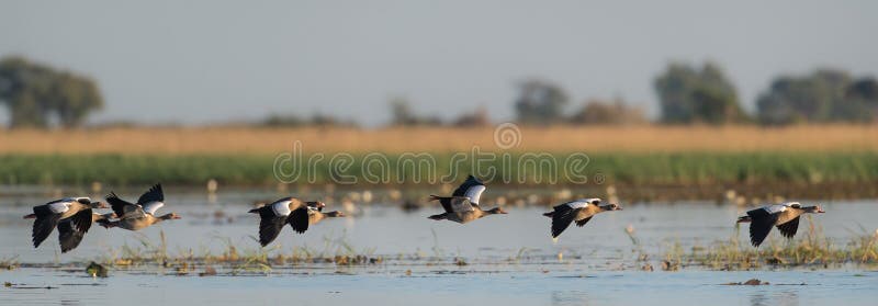 Egyptian geese flying in a line over water