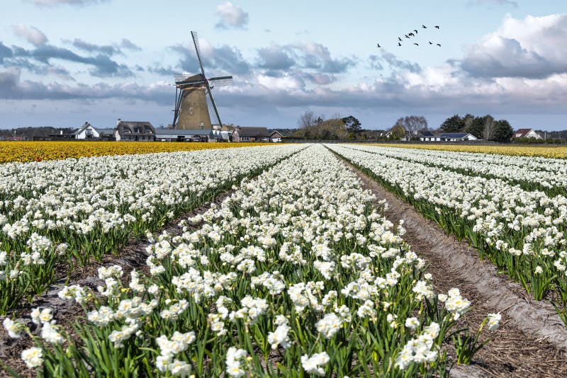 Geese flying over endless yellow red tulip farm