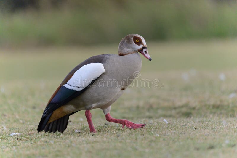 Egyptian Geese