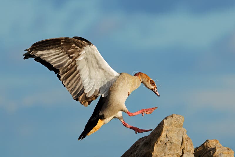 Egyptian goose landing on a rock