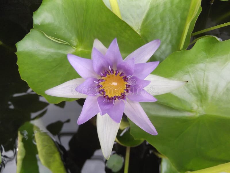 Egyptian Lotus, Nymphaea Caerulea in Science Name Stock Image Image